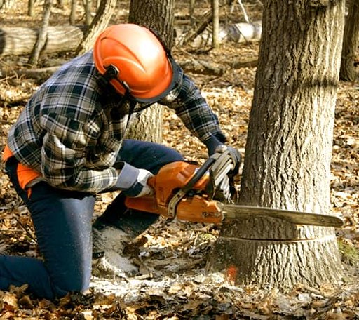Tree Removal in Avery, CA